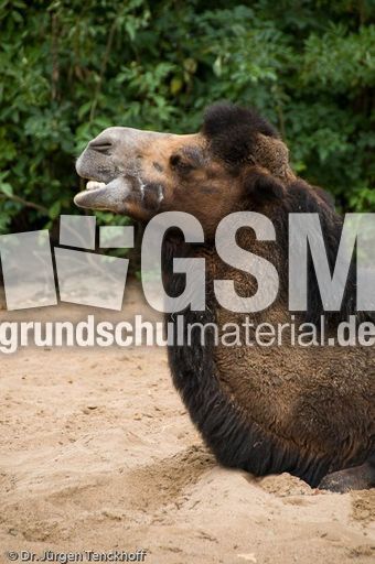 Kamel (89 von 108).jpg